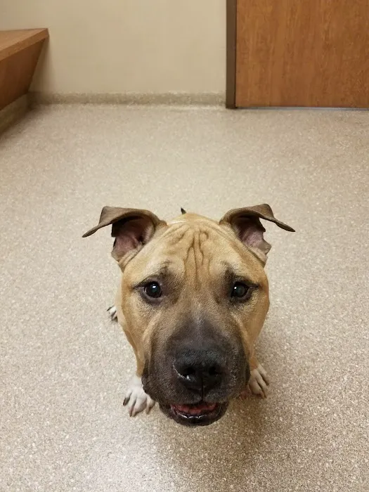 Hillcrest Veterinary Clinic 6