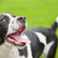 Paw Prints Veterinary Clinic ico