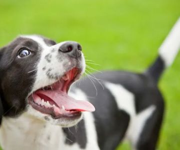 Paw Prints Veterinary Clinic