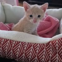 Morgantown Veterinary Care ico