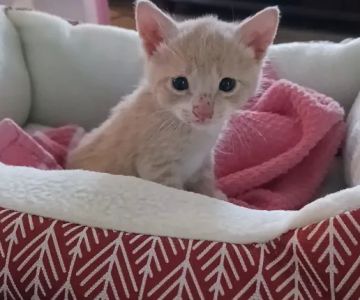 Morgantown Veterinary Care