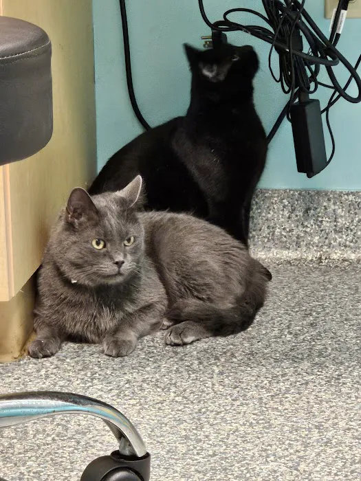Wooflands Veterinary Center 8