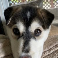 East Suburban Animal Hospital ico