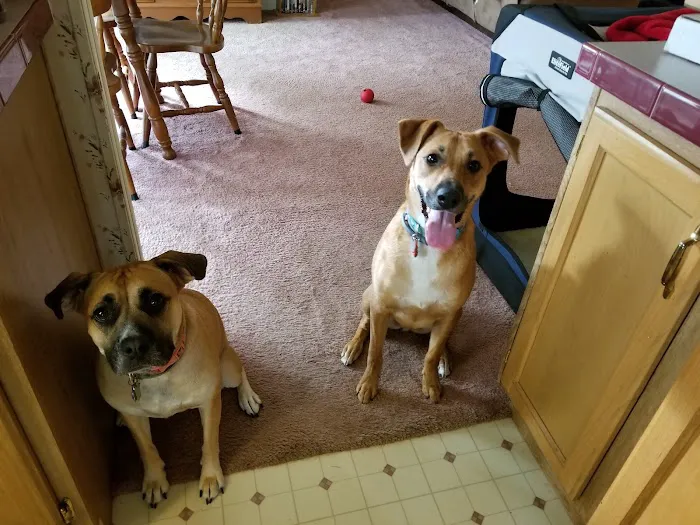 East Suburban Animal Hospital 9