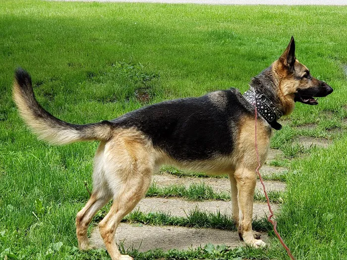 East Suburban Animal Hospital 10