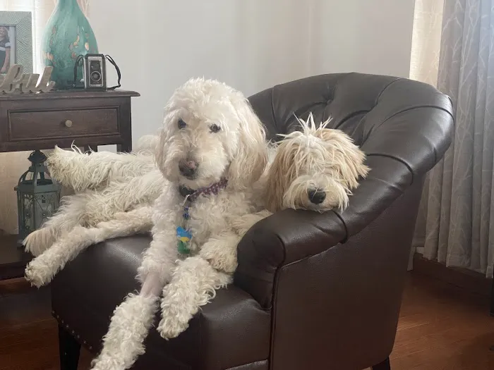 Pennsylvania Animal Wellness and Surgery 8