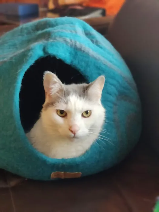 Pennsylvania Animal Wellness and Surgery 1