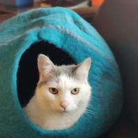 Pennsylvania Animal Wellness and Surgery ico