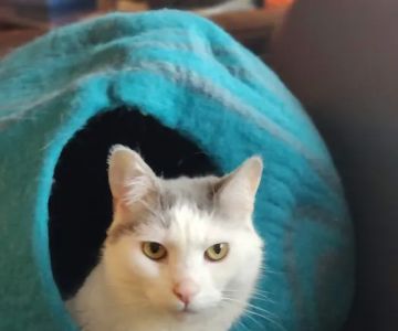 Pennsylvania Animal Wellness and Surgery