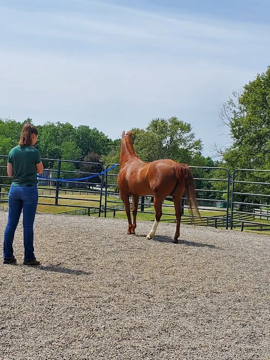 Allegheny Equine Associates 6