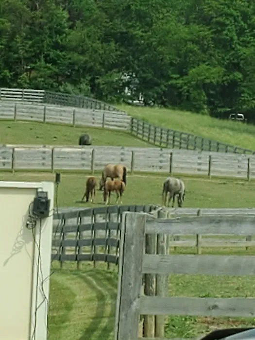 Allegheny Equine Associates 5