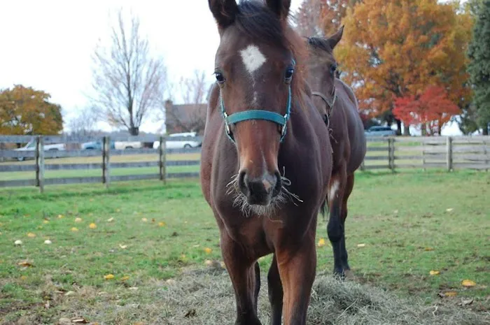 Allegheny Equine Associates 7