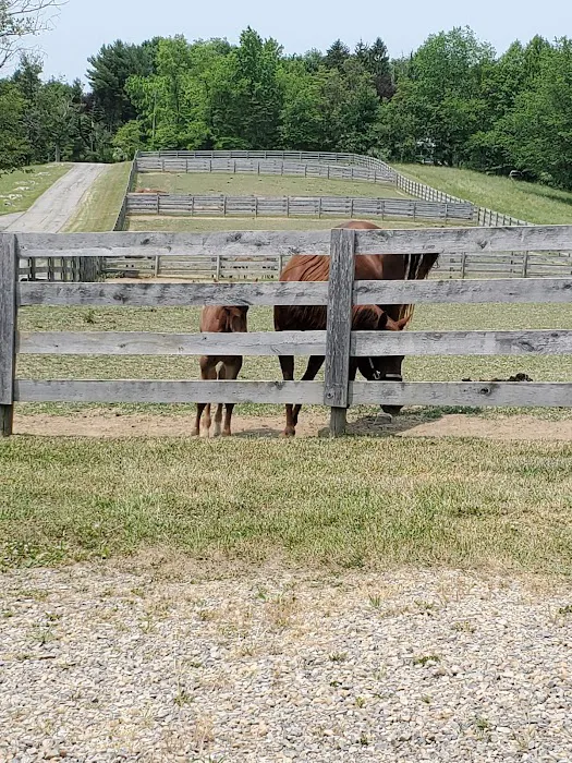 Allegheny Equine Associates 8