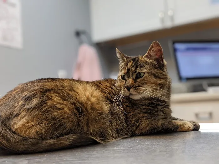 Latrobe Animal Clinic 3