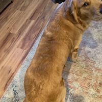 Mountain View Veterinary Care ico