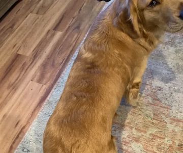 Mountain View Veterinary Care