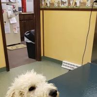 Delmont Veterinary Hospital ico