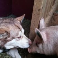 Almost Home Animal Sanctuary ico
