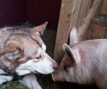 Almost Home Animal Sanctuary