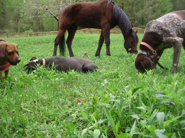 Almost Home Animal Sanctuary 10