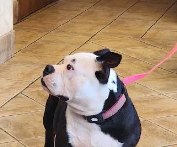 Mounds Veterinary Clinic