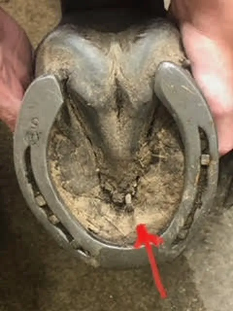 Tulsa Equine Veterinary Services 1
