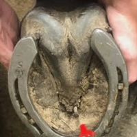 Tulsa Equine Veterinary Services ico