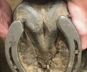 Tulsa Equine Veterinary Services