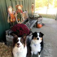 Bynum Veterinary Clinic ico