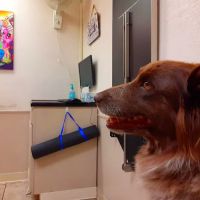 Advanced Care Veterinary Hospital ico