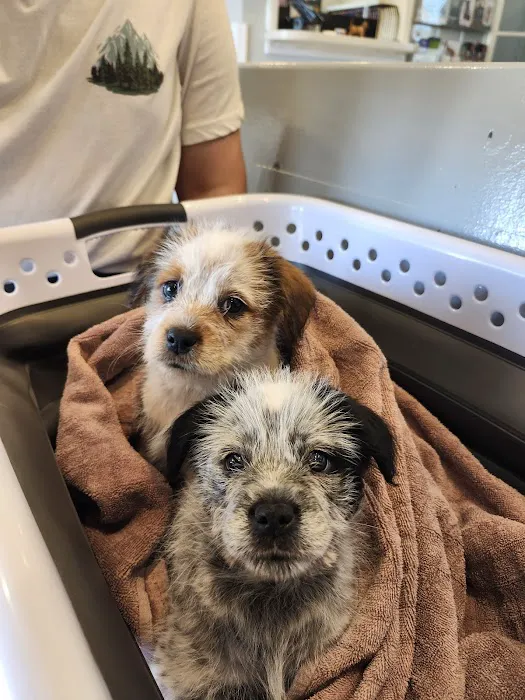 Mercy Crusade Spay, Neuter & Wellness Clinic 10