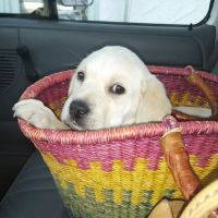 Mercy Crusade Spay, Neuter & Wellness Clinic ico