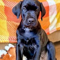 VIP Petcare Vaccination Clinic ico