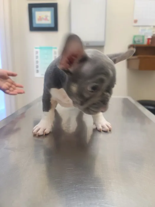 Oxnard Veterinary Hospital 9