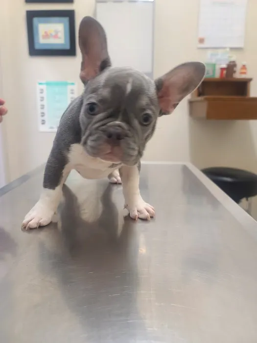 Oxnard Veterinary Hospital 8