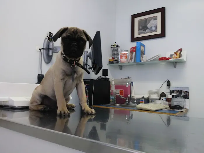 Marina Animal Hospital 9