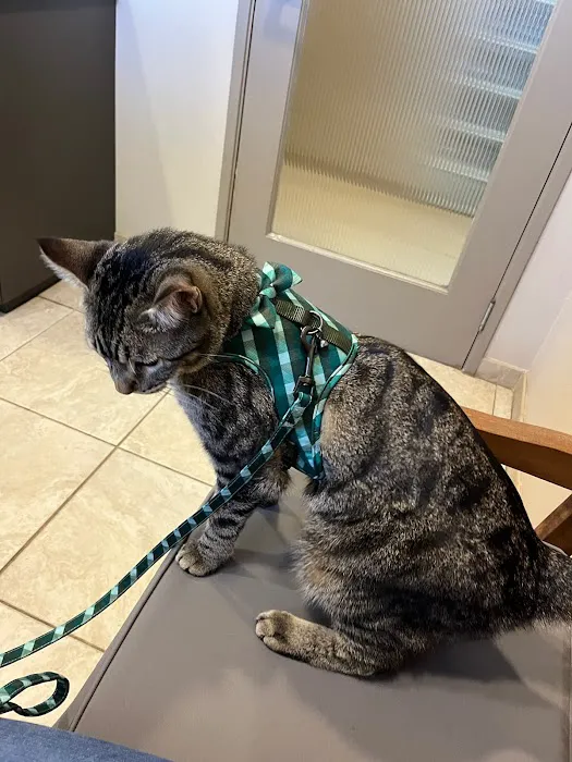 The Animal Doctor 5