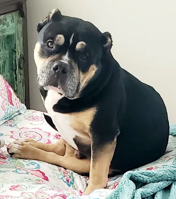 East Ventura Animal Hospital 2