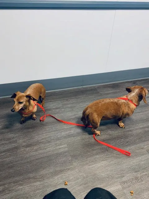 East Ventura Animal Hospital 3