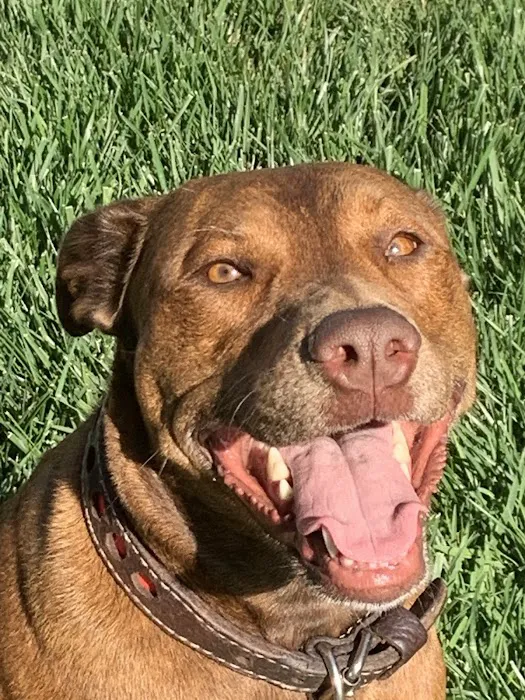 East Ventura Animal Hospital 5