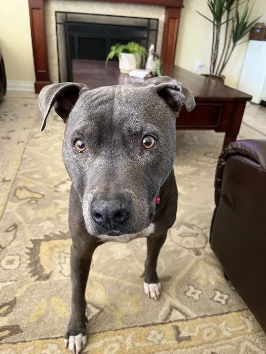 East Ventura Animal Hospital 6