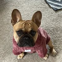Veterinary Medical and Surgical Group ico