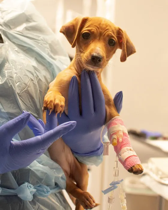 Horizon Veterinary Specialists 9