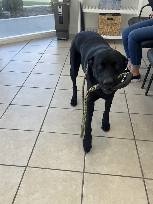 Mountain View Animal Hospital 10