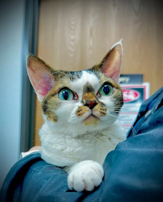 American Veterinary Hospital of Simi Valley 6