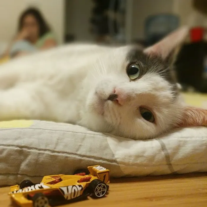 Park Animal Hospital 1