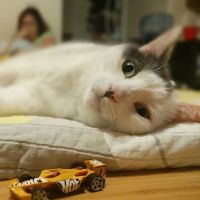 Park Animal Hospital ico