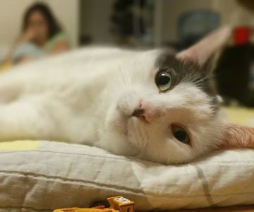 Park Animal Hospital