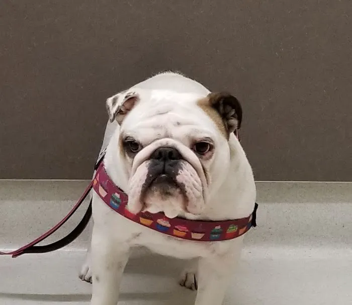 Park Animal Hospital 5