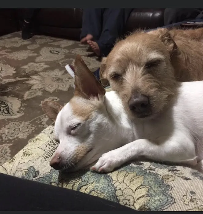 Park Animal Hospital 2